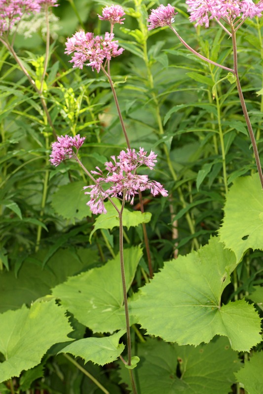 Adenostyles alliariae / Cavolaccio alpino